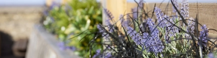 Exterior flowers