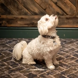 A White Terrier