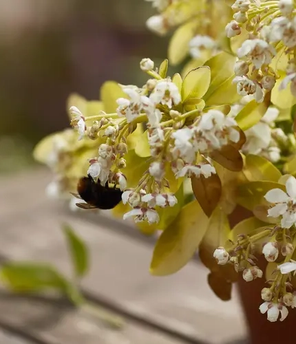 DB_C&B_People_Lifestyle_Bumblebee-Flowers_2024_002.tif