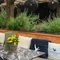 The beer garden at the Prince Of Wales,