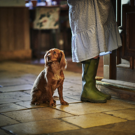 DB_C&B_People_Lifestyle_Brown-Dog_2024.jpg