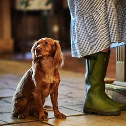 A dog in a pub