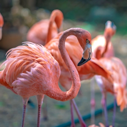 An image of flamingos at Chester Zoo advertising local attractions near to Chef & Brewer venues.