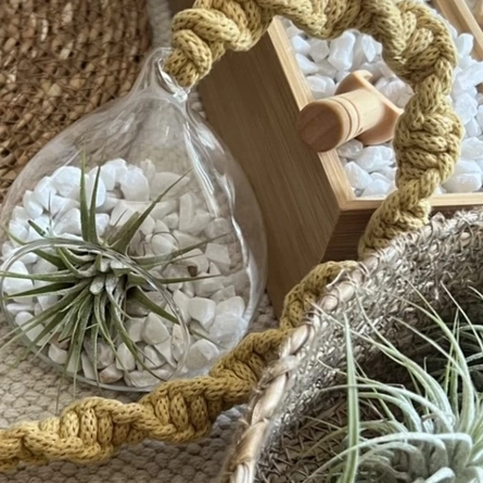 An image advertising an Air Plant Hanger event at The Cart & Horses.