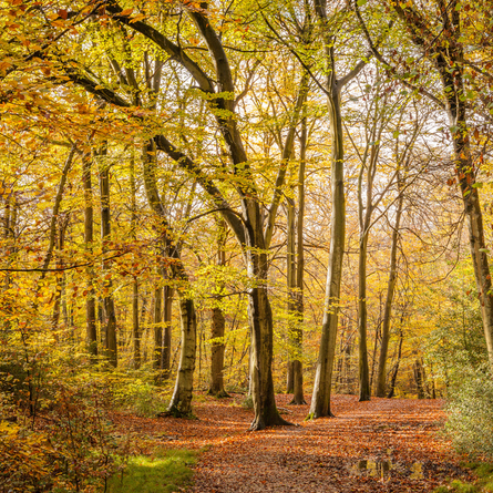 An image of Burnham Beeches advertising local attractions near to Chef & Brewer venues.