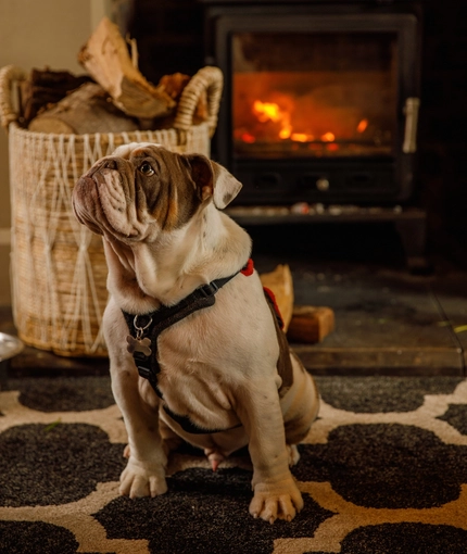 A dog sits in front of the fireplace