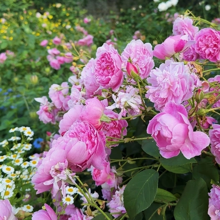 An image of an outdoor flower bush.